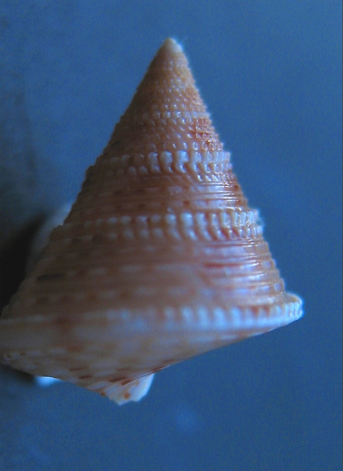 Calliostoma granulatum juv.